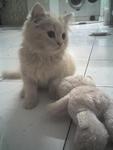 Sera (Sold) - Domestic Long Hair + Persian Cat