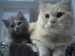 Sera (Sold) - Domestic Long Hair + Persian Cat