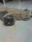 Sera (Sold) - Domestic Long Hair + Persian Cat