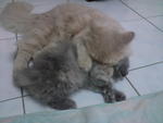 Sera (Sold) - Domestic Long Hair + Persian Cat