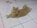 Sera (Sold) - Domestic Long Hair + Persian Cat