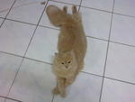 Sera (Sold) - Domestic Long Hair + Persian Cat