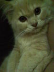 Sera (Sold) - Domestic Long Hair + Persian Cat