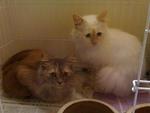 Snowy &amp; Brownie - Persian + Domestic Short Hair Cat