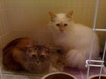 Snowy &amp; Brownie - Persian + Domestic Short Hair Cat