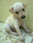 Bibi - Mixed Breed Dog