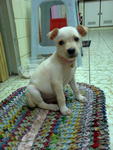 Bibi - Mixed Breed Dog