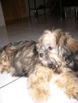 Benny - Shih Tzu Dog