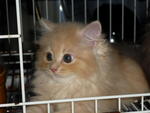 PF5158 - Domestic Long Hair Cat