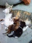 the family of kittens 