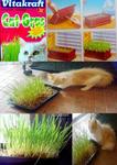 cat gras