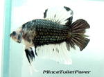 Mr.d Halfmoon Plakat Collections - Labyrinth Fish Fish