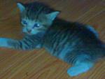 Kitten For Adoption - Domestic Short Hair Cat