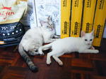 Siao Bai A.k.a Snowhite - Domestic Short Hair Cat