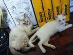 Siao Bai A.k.a Snowhite - Domestic Short Hair Cat