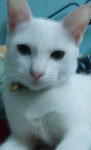 Siao Bai A.k.a Snowhite - Domestic Short Hair Cat