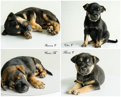 Aurora, Cleo, Marie And Henri - Rottweiler Mix Dog