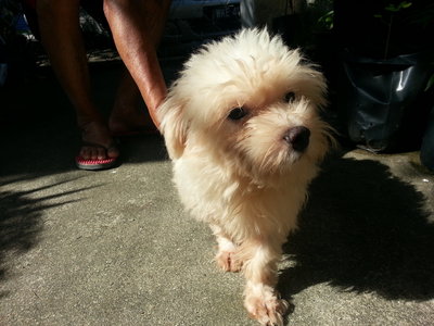 Maltese Petaling Jaya Adult - Maltese Dog