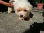 Maltese Petaling Jaya Adult - Maltese Dog