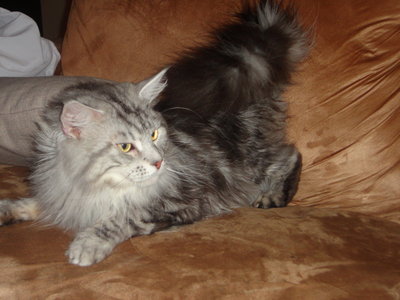 Samson - Maine Coon Cat