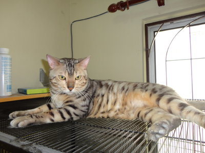 Maximus - Bengal Cat