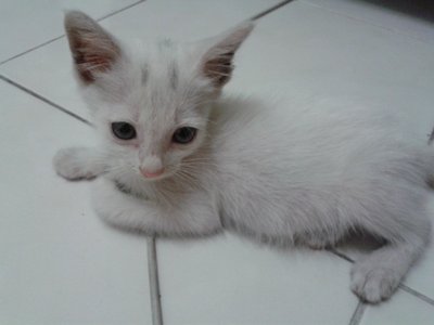 Comel - Domestic Medium Hair Cat