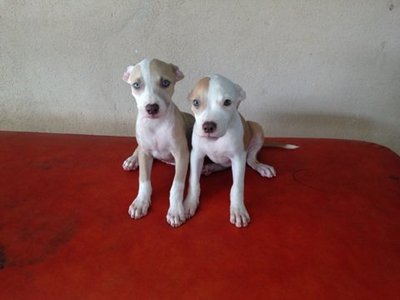 American Pitbull Terrier Cute - Plott Hound Dog