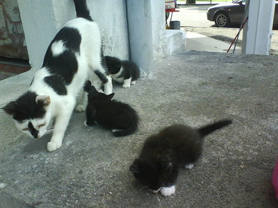 3 Stray  - Oriental Short Hair + Domestic Short Hair Cat