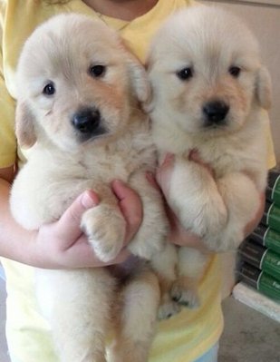 Pure Golden Retriever - Golden Retriever Dog