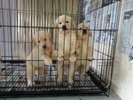 Pure Golden Retriever - Golden Retriever Dog