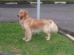 Pure Golden Retriever - Golden Retriever Dog