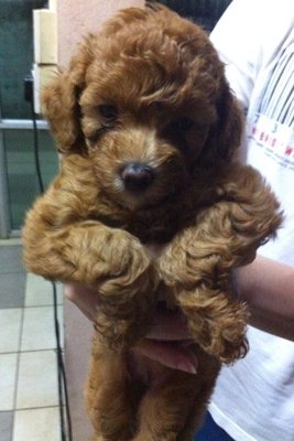 Pure Toy Poodle - Poodle Dog