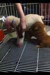 Pure Toy Poodle - Poodle Dog