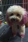 Pure Toy Poodle - Poodle Dog