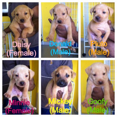 6 Precious Puppies - Mixed Breed Dog