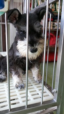 Miniature Schnauzer - Schnauzer Dog