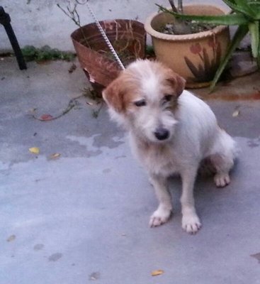 Garlic - Jack Russell Terrier Mix Dog