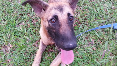 PF51073 - German Shepherd Dog Mix Dog