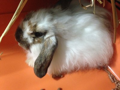 Iitala (American Fuzzy Lop) - American Fuzzy Lop Rabbit