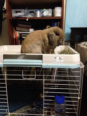 Marsell - Holland Lop Rabbit