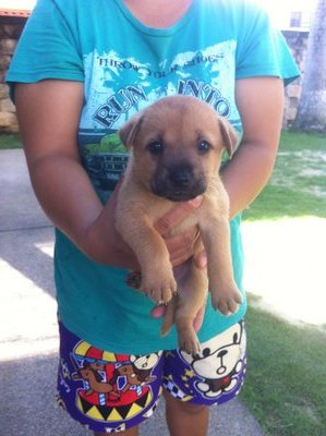 Hansel - Mixed Breed Dog