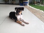 Sara - Mixed Breed Dog