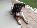 Sara - Mixed Breed Dog