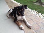 Sara - Mixed Breed Dog