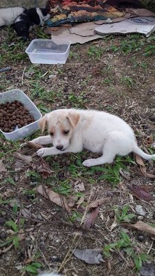 5 Cute Puppies - Mixed Breed Dog