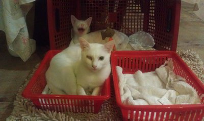 Mummy,snowball,&amp; Tiger - Domestic Short Hair Cat