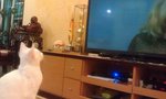 snowball watching tv