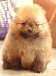 Pomeranian - Pomeranian Dog