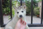 Big Bone Husky Puppy - Siberian Husky Dog