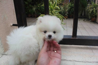 Quality White Pomeranian Pup Mka - Pomeranian Dog